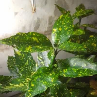 پک اقتصادی روز مادر|حراج|همدان, |دیوار