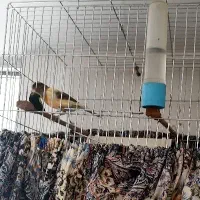 قناری آواز خوان سهره