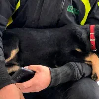 سگ گمشده|حیوانات|بیرجند, |دیوار