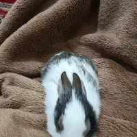 خرگوش مینیاتوری|موش و خرگوش|خرم‌آباد, |دیوار