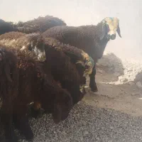 بره نر
