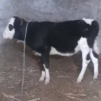 گوساله بره گوسفندمفت مفت فقط۳۷۵۰۰مقطوع