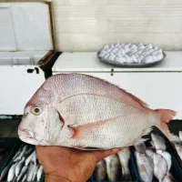 پخش ماهی دریایی و پرورشی درجه یک|ماهی|اهواز, کمپلو جنوبی|دیوار