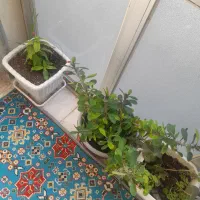 وسایل منزل|حراج|جوانرود, |دیوار