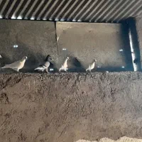 سلام. کفتر.فروشی|پرنده|سده (خراسان جنوبی), |دیوار