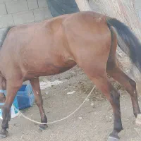 اسب ماده