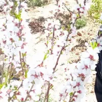 باغ-نقلی-کوچه-بعد-از-تالار-همیشه-بهار