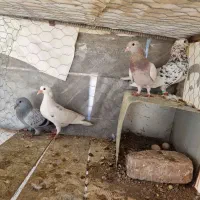 سار|حیوانات|رفسنجان, |دیوار