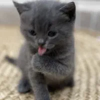 اسکاتیش آنفولد|گربه|اسلامشهر, شهرک واوان|دیوار