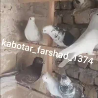 کبوتر فرشاد|پرنده|تهران, افسریه جنوبی|دیوار