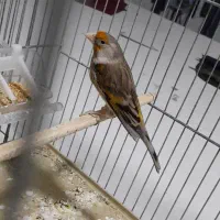 سلام دوستان دو عدد سهره قناری