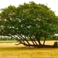 سم پاشی ادارات منازل باغ ودرختان