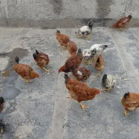 جوجه خروس و مرغ|حیوانات مزرعه|مشهد, یاس|دیوار