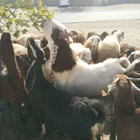 نربز شاخ گلابی اصل|حیوانات مزرعه|سبزوار, قصبه شرقی|دیوار