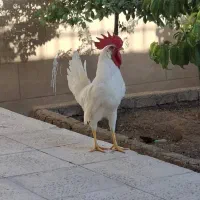 جوجه خروس ۴ ماهه