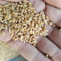 گندم بذری چمران۲ بوجاری شده