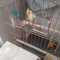 یک جفت عروس هلندی  با قفس خیلی بزرگ و تمام وسایل|پرنده|پیشوا, |دیوار