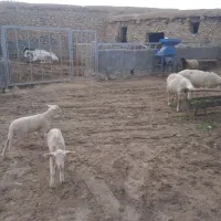 میش لاکن