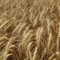 بذر گندم|خدمات باغبانی و درختکاری|شیراز, جمهوری|دیوار