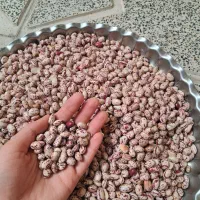 لوبیا چیتی|خوردنی و آشامیدنی|تهران, شهرک طالقانی|دیوار