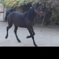 کره مادیون|اسب و تجهیزات اسب‌سواری|بروجرد, |دیوار