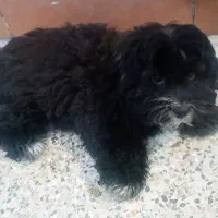 آبادان|سگ|آبادان, |دیوار