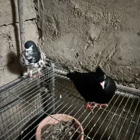 چند عدد کبوتر سیاه صبر و خوشرنگ یالی|پرنده|آبپخش, |دیوار