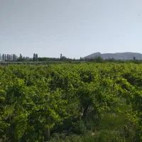 باغ انگور|فروش زمین و ملک کلنگی|نوشین شهر, |دیوار