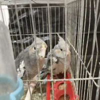 جوجه عروس هلندی