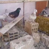 کفتر|پرنده|شیراز, شهرک صنعتی شیراز|دیوار