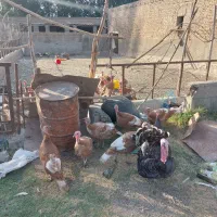 بوقلمون