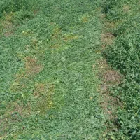 یونجه تازه