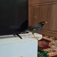 مرغ مینا|پرنده|اهواز, زرگان|دیوار