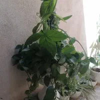 فروش گل