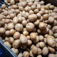 سیب‌زمینی‌کلمبا ۴۰۱