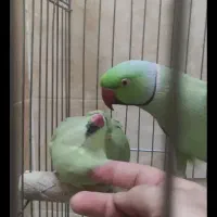 طوطی ملنگومولد معاوضه باگرینچیک. گلدین. قناری