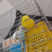 مرغ عشق معاوضه با قناری و عروس هلندی