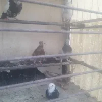 کفتر‌برای‌جلد