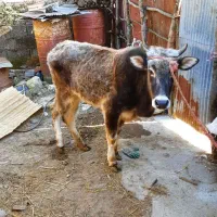 گاو گوساله ولیشه