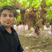 نهال انگور رو از منه تولید کننده بخر، نه دلال.|خدمات باغبانی و درختکاری|شیراز, باغشهر اهل بیت|دیوار