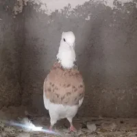 کبوتر طوقی