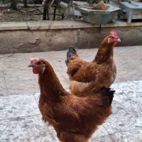 دو عدد مرغ تخمگذار