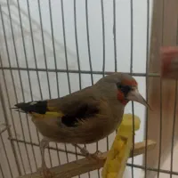 سره|پرنده|مشهد, طبرسی شمالی|دیوار