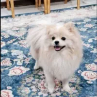 فروش سگ پامرانین