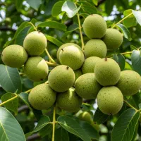 فروش نهال گردو پکان لیبل دار وضمانتی درشیراز