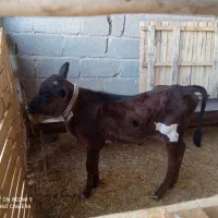 گاوجرسی|حیوانات مزرعه|مهر, |دیوار