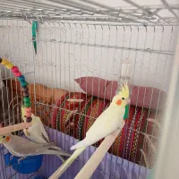 عروس هلندی