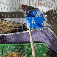 فنچ مولد سالم و زرنگ|پرنده|بهبهان, |دیوار