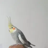 عروس هلندی سخن گو