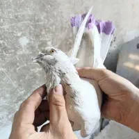 کفتر
